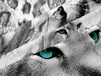 КПБ Пума КПБ Пума