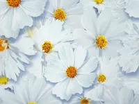 Постельное белье АртПостель Космея Поплин, 1.5-спальное Постельное белье АртПостель Космея Поплин, 1.5-спальное