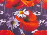 Постельное белье АртПостель Алые маки Бязь, 1.5-спальное