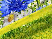 КПБ Васильковое поле