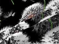 КПБ Белые одуванчики