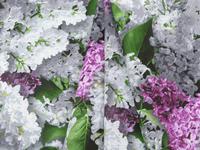 КПБ Цветок желаний