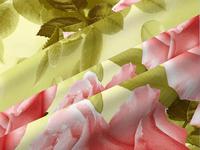 КПБ Нежная роза